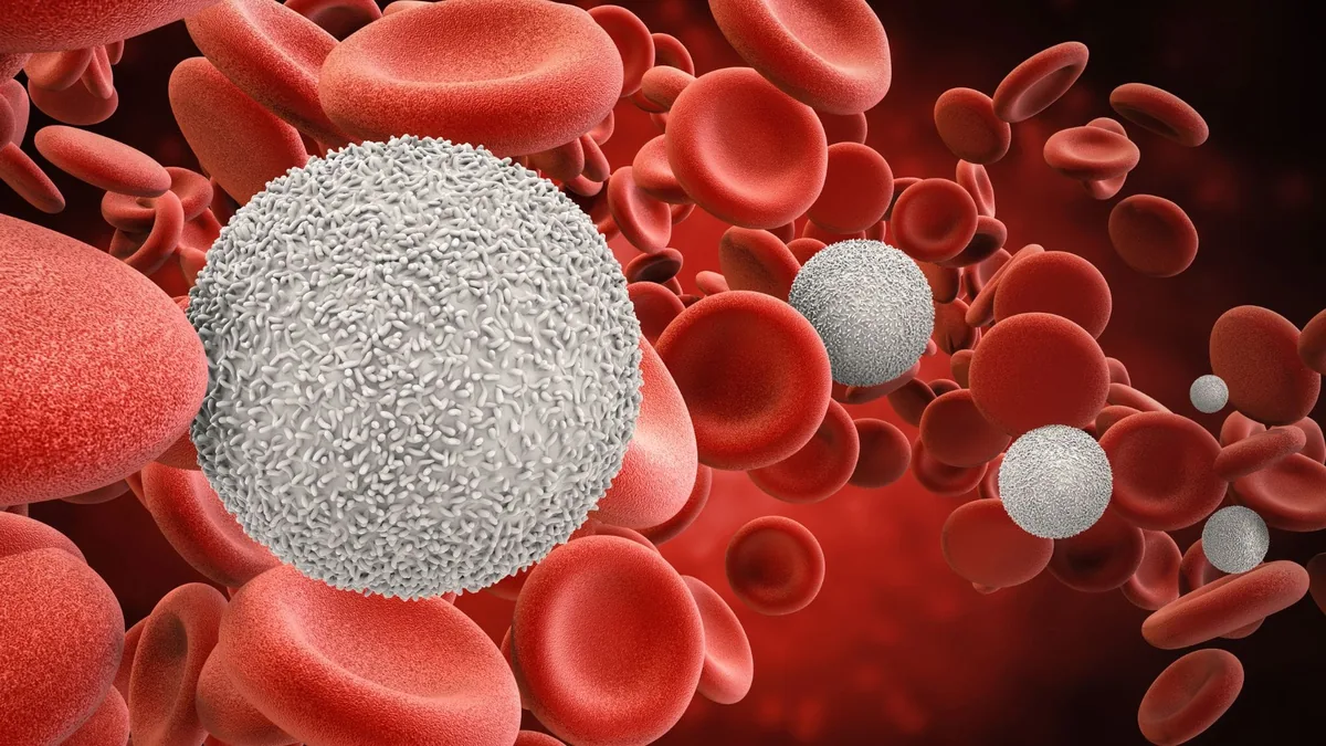 Glóbulos brancos no sangue